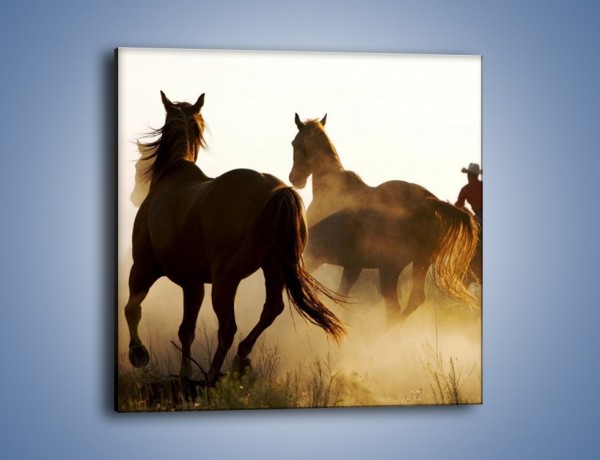 Obraz na płótnie – Cowboy wśród koni – jednoczęściowy kwadratowy Z206