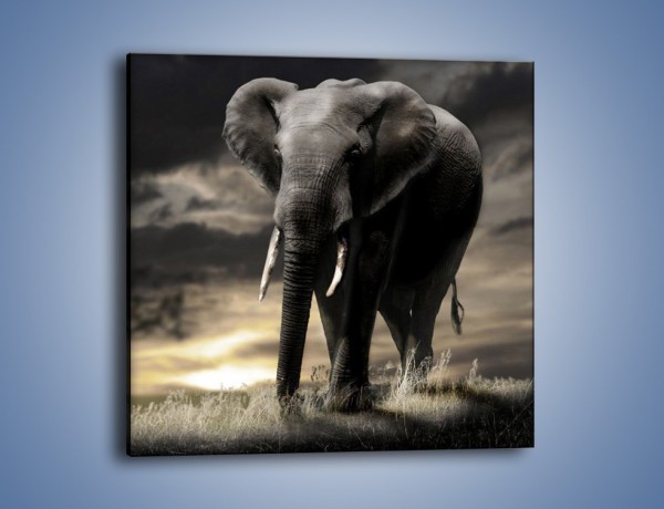 Obraz na płótnie – Smutna wędrówka słoni – jednoczęściowy kwadratowy Z207