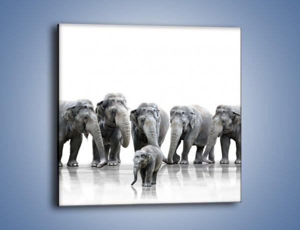 Obraz na płótnie – Na przyjęciu u słoniątka – jednoczęściowy kwadratowy Z209