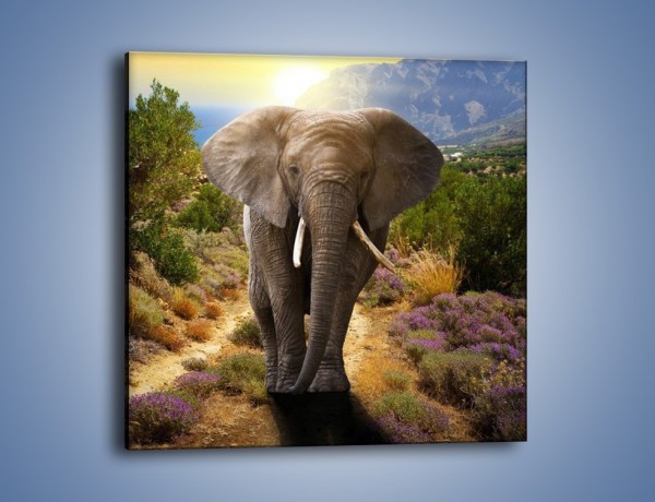 Obraz na płótnie – Moc i potęga słonia – jednoczęściowy kwadratowy Z210