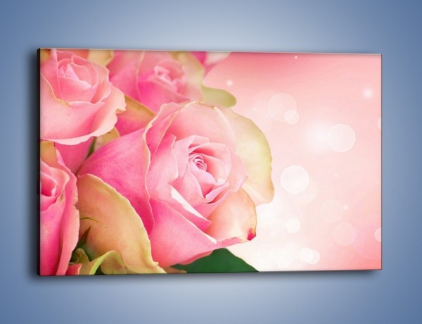 Obraz na płótnie – Różowa róża w świetle – jednoczęściowy prostokątny poziomy K001