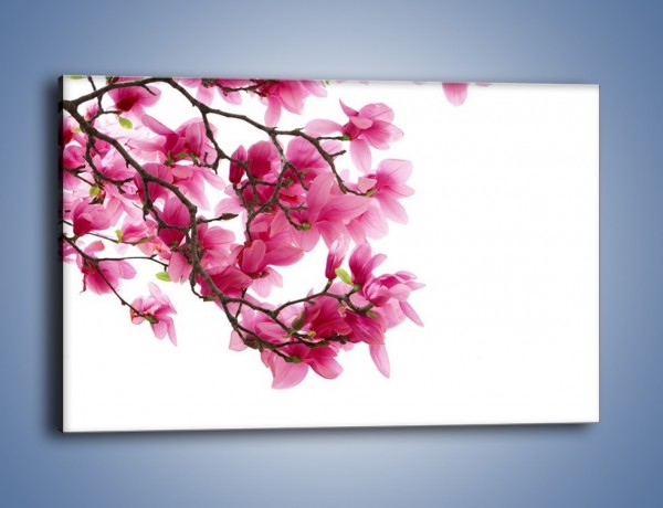 Obraz na płótnie – Kwiat wiśni na drzewie – jednoczęściowy prostokątny poziomy K003