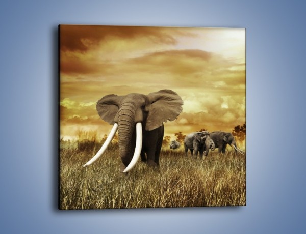 Obraz na płótnie – Drogocenne kły słonia – jednoczęściowy kwadratowy Z214