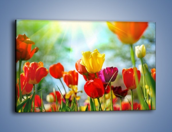 Obraz na płótnie – Pole polskich tulipanów – jednoczęściowy prostokątny poziomy K011