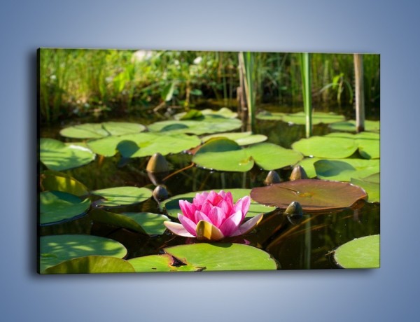 Obraz na płótnie – Ciemno-różowy nenufar na wodzie – jednoczęściowy prostokątny poziomy K014