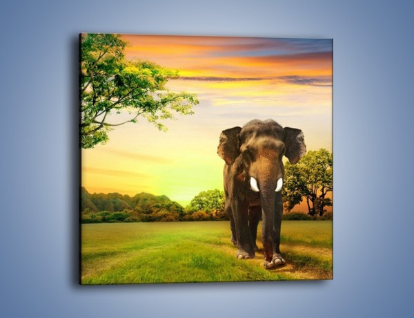 Obraz na płótnie – Lekki krok słonia – jednoczęściowy kwadratowy Z218