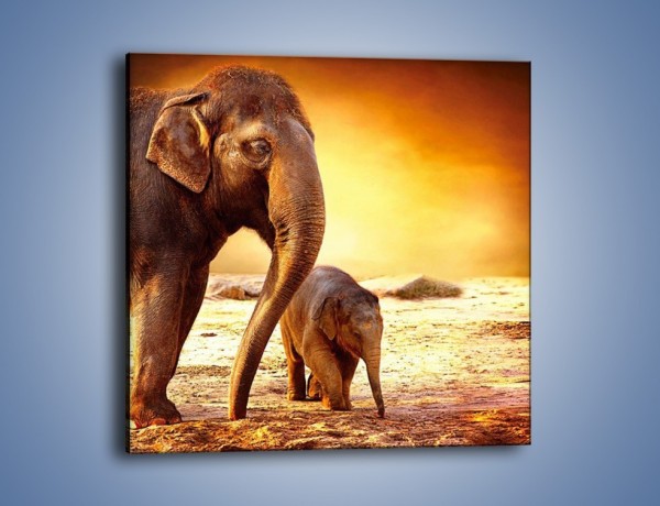 Obraz na płótnie – Tatuś i jego słoniątko – jednoczęściowy kwadratowy Z219