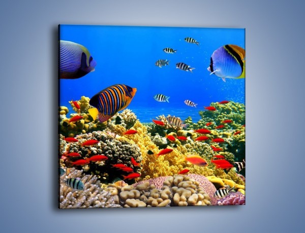 Obraz na płótnie – Kolory tęczy pod wodą – jednoczęściowy kwadratowy Z220