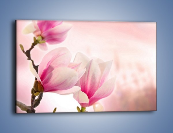 Obraz na płótnie – W pół rozwinięte biało-różowe magnolie – jednoczęściowy prostokątny poziomy K033