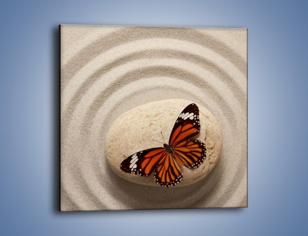 Obraz na płótnie – Spoczynek motyla na kamieniu – jednoczęściowy kwadratowy Z224