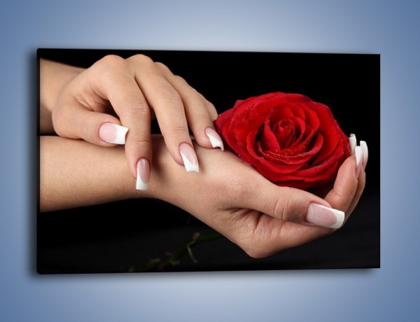 Obraz na płótnie – Czerwona róża w dłoni – jednoczęściowy prostokątny poziomy K037