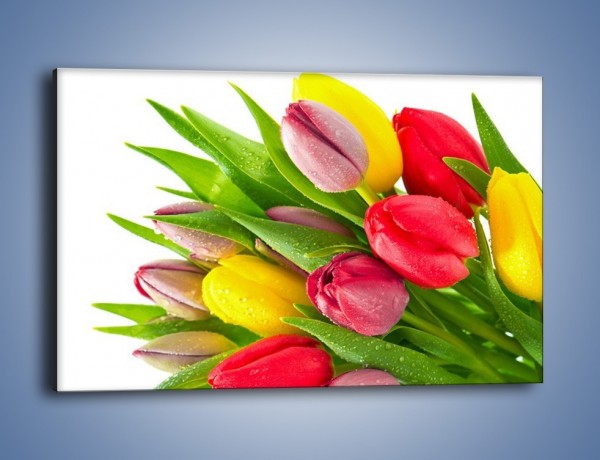 Obraz na płótnie – Kropelki wody na kolorowych tulipanach – jednoczęściowy prostokątny poziomy K049