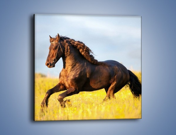 Obraz na płótnie – Dziki koń i jego mięśnie – jednoczęściowy kwadratowy Z232