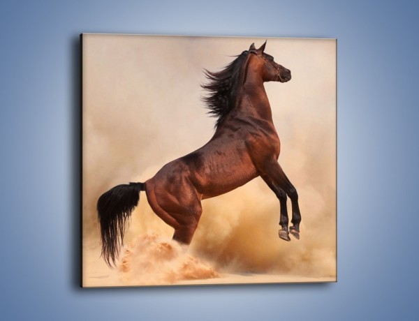 Obraz na płótnie – Koń na warcie – jednoczęściowy kwadratowy Z234
