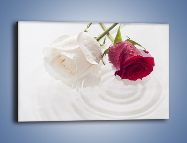 Obraz na płótnie – Róża biała czy czerwona – jednoczęściowy prostokątny poziomy K077