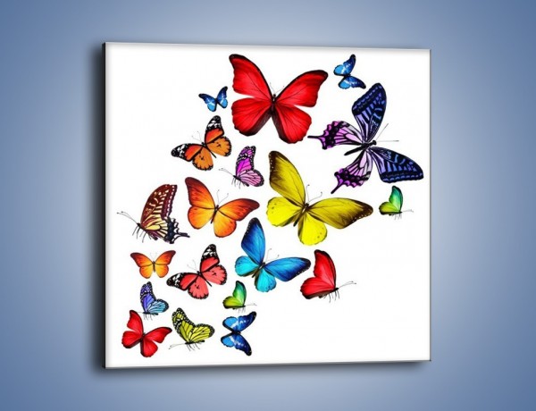 Obraz na płótnie – Kolorowo wśród motyli – jednoczęściowy kwadratowy Z236