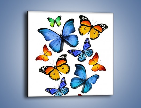 Obraz na płótnie – Kolory lata w motylich skrzydłach – jednoczęściowy kwadratowy Z237