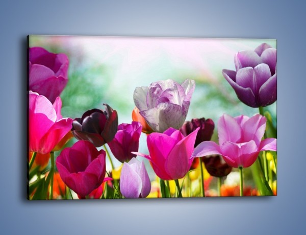 Obraz na płótnie – Tulipany o poranku – jednoczęściowy prostokątny poziomy K081