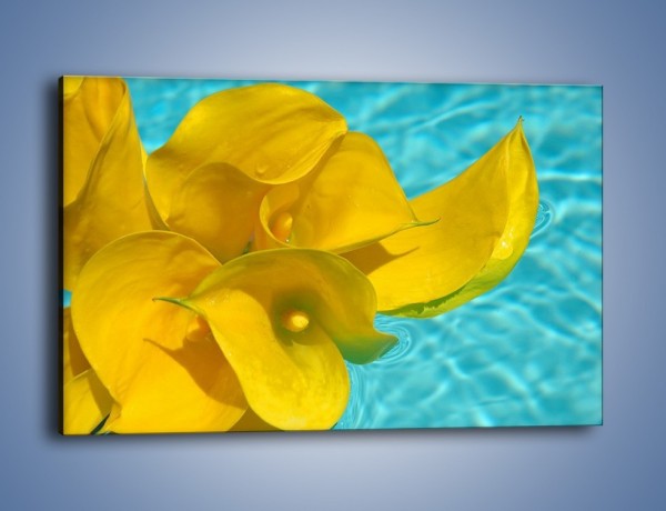 Obraz na płótnie – Żółte kalie na wodzie – jednoczęściowy prostokątny poziomy K082