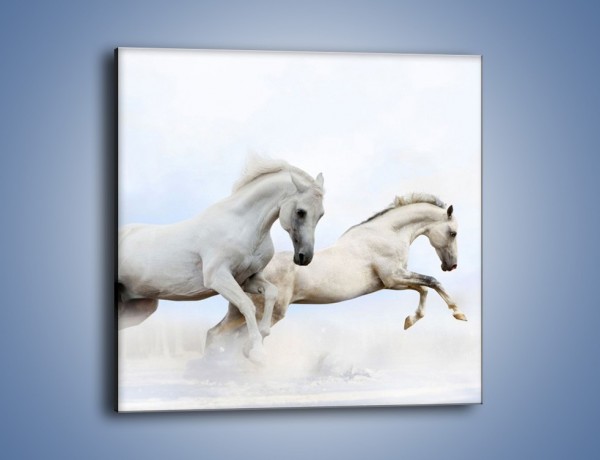Obraz na płótnie – Białe konie i biały śnieg – jednoczęściowy kwadratowy Z239