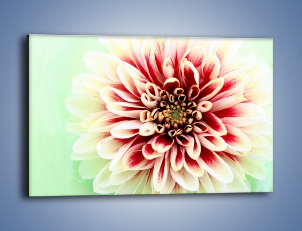 Obraz na płótnie – Rozwinięty jasny kwiat dalii – jednoczęściowy prostokątny poziomy K098