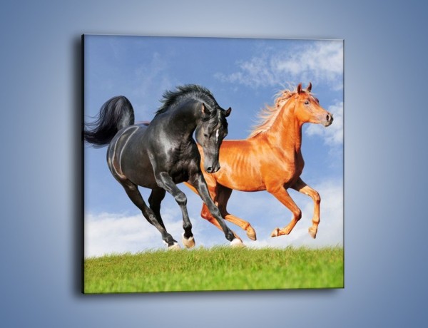 Obraz na płótnie – Czarny rudy i koń – jednoczęściowy kwadratowy Z241