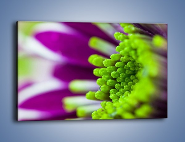 Obraz na płótnie – Kwiat fioletowo-zielony w słońcu – jednoczęściowy prostokątny poziomy K099