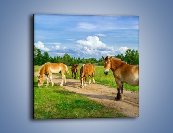 Obraz na płótnie – Konie z gospodarstwa – jednoczęściowy kwadratowy Z242