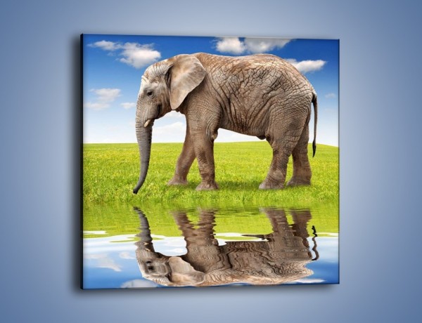 Obraz na płótnie – Odbicie słonia w wodnym lustrze – jednoczęściowy kwadratowy Z245