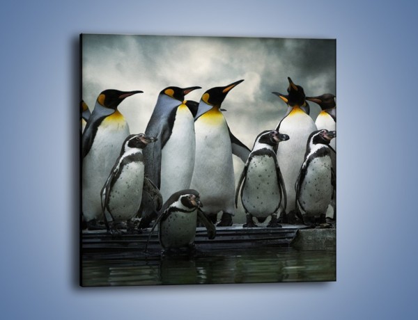 Obraz na płótnie – Pingwinki z madagaskaru – jednoczęściowy kwadratowy Z247