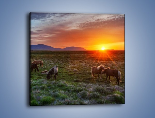 Obraz na płótnie – Konne stado o zachodzie słońca – jednoczęściowy kwadratowy Z249