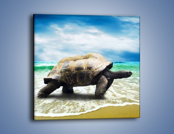 Obraz na płótnie – Jak tu nie kochać żółwi – jednoczęściowy kwadratowy Z251