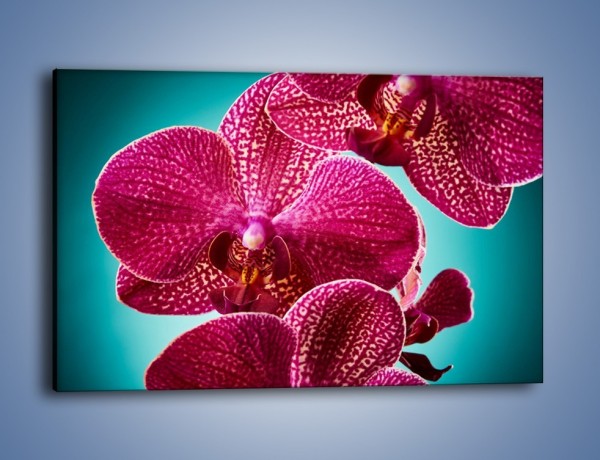 Obraz na płótnie – Płaty kwiatów i niebieskie tło – jednoczęściowy prostokątny poziomy K1019