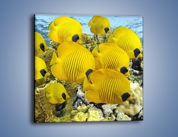 Obraz na płótnie – Słoneczne ryby w oceanie – jednoczęściowy kwadratowy Z252