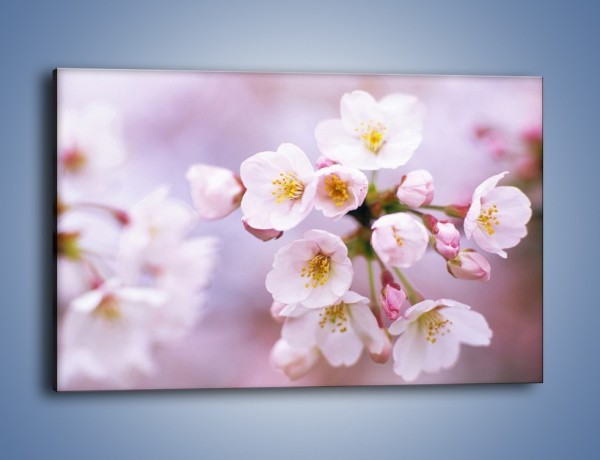 Obraz na płótnie – Gałązka kwiatów jabłoni – jednoczęściowy prostokątny poziomy K102