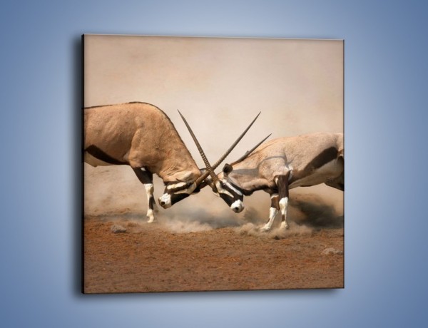 Obraz na płótnie – Walka antylop gnu – jednoczęściowy kwadratowy Z254