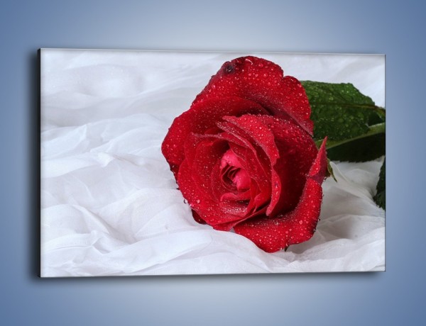 Obraz na płótnie – Bordowa róża na białej pościeli – jednoczęściowy prostokątny poziomy K1023