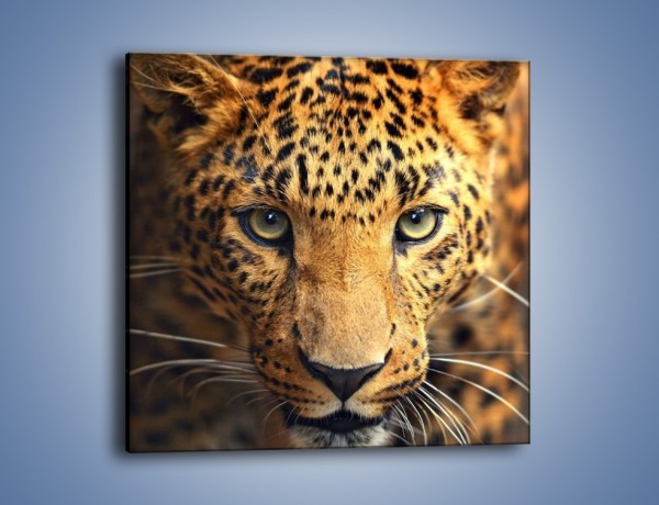 Obraz na płótnie – Najpiękniejsze oczy jaguara – jednoczęściowy kwadratowy Z255