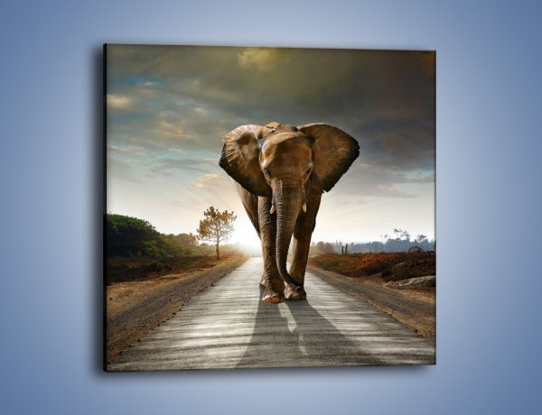 Obraz na płótnie – Słoń w poszukiwaniu rodziny – jednoczęściowy kwadratowy Z256