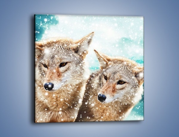 Obraz na płótnie – Zaciekawione wilki w płatkach śniegu – jednoczęściowy kwadratowy Z257