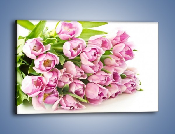 Obraz na płótnie – Ścięte tulipany w bieli – jednoczęściowy prostokątny poziomy K110