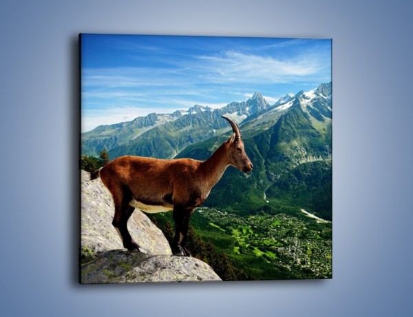 Obraz na płótnie – Kozica w górskiej panoramie – jednoczęściowy kwadratowy Z260
