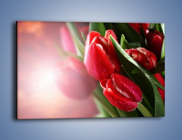 Obraz na płótnie – Ulewa nie straszna tulipanom – jednoczęściowy prostokątny poziomy K113
