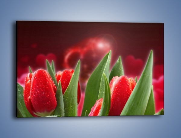 Obraz na płótnie – Mokre tulipany w świetlnej osłonie – jednoczęściowy prostokątny poziomy K114