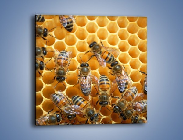 Obraz na płótnie – Pszczoły na plastrze miodu – jednoczęściowy kwadratowy Z265