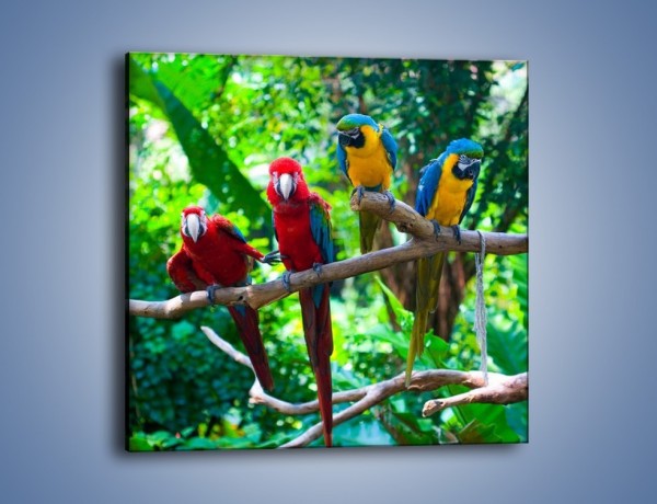Obraz na płótnie – Obrażona koleżanka w gronie papug – jednoczęściowy kwadratowy Z269