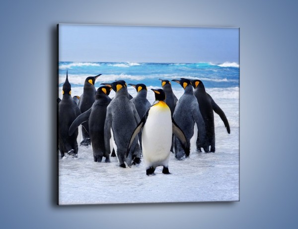 Obraz na płótnie – Narada pingwiniej rodziny – jednoczęściowy kwadratowy Z272