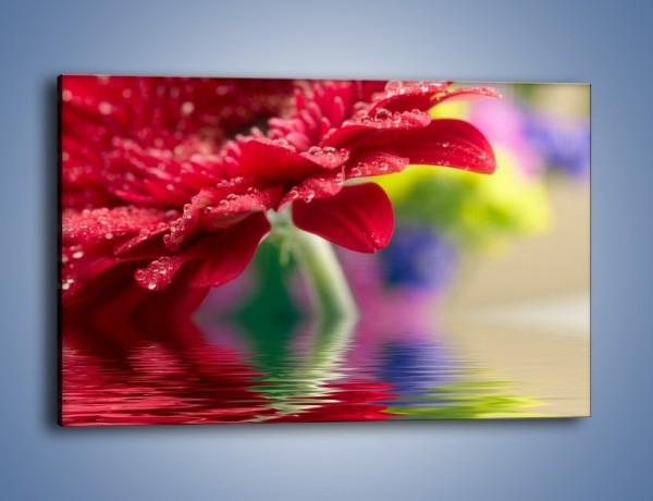Obraz na płótnie – Bordowy kwiat odbity w wodzie – jednoczęściowy prostokątny poziomy K138