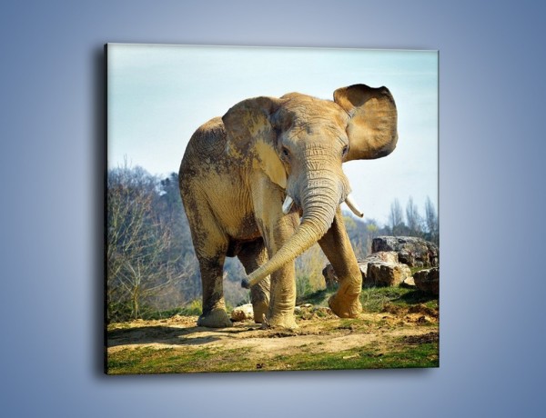 Obraz na płótnie – Ciężkie życie słonia – jednoczęściowy kwadratowy Z273