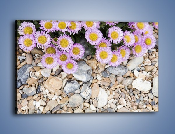 Obraz na płótnie – Kolorowe kamienie czy małe kwiatuszki – jednoczęściowy prostokątny poziomy K146